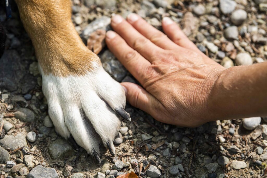 giselastillhard paw 7231300