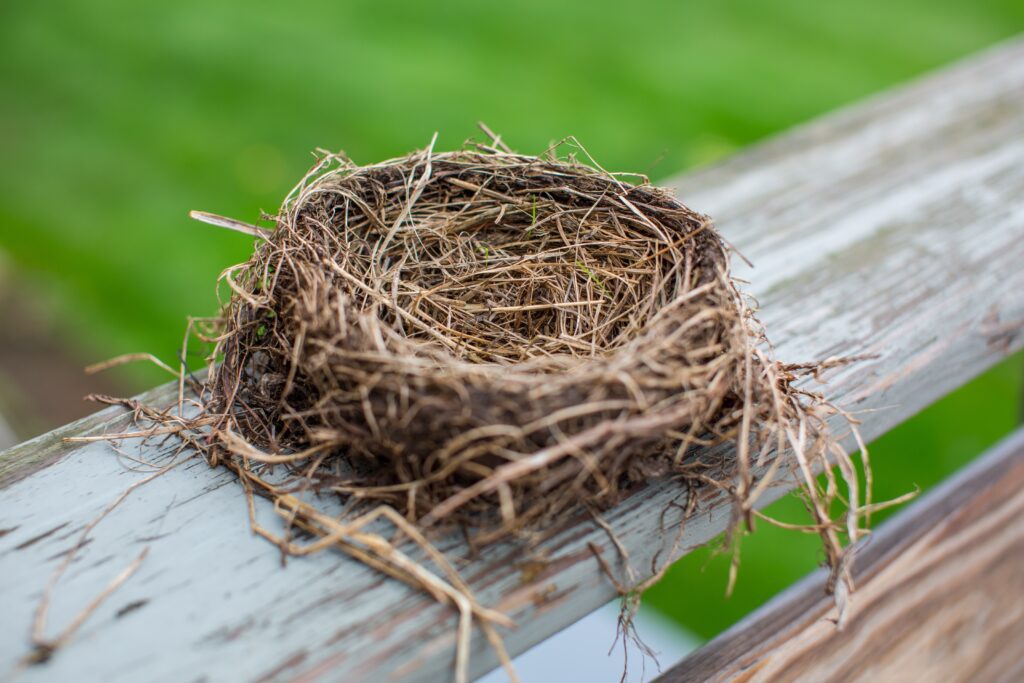 lawjr nest 4477048