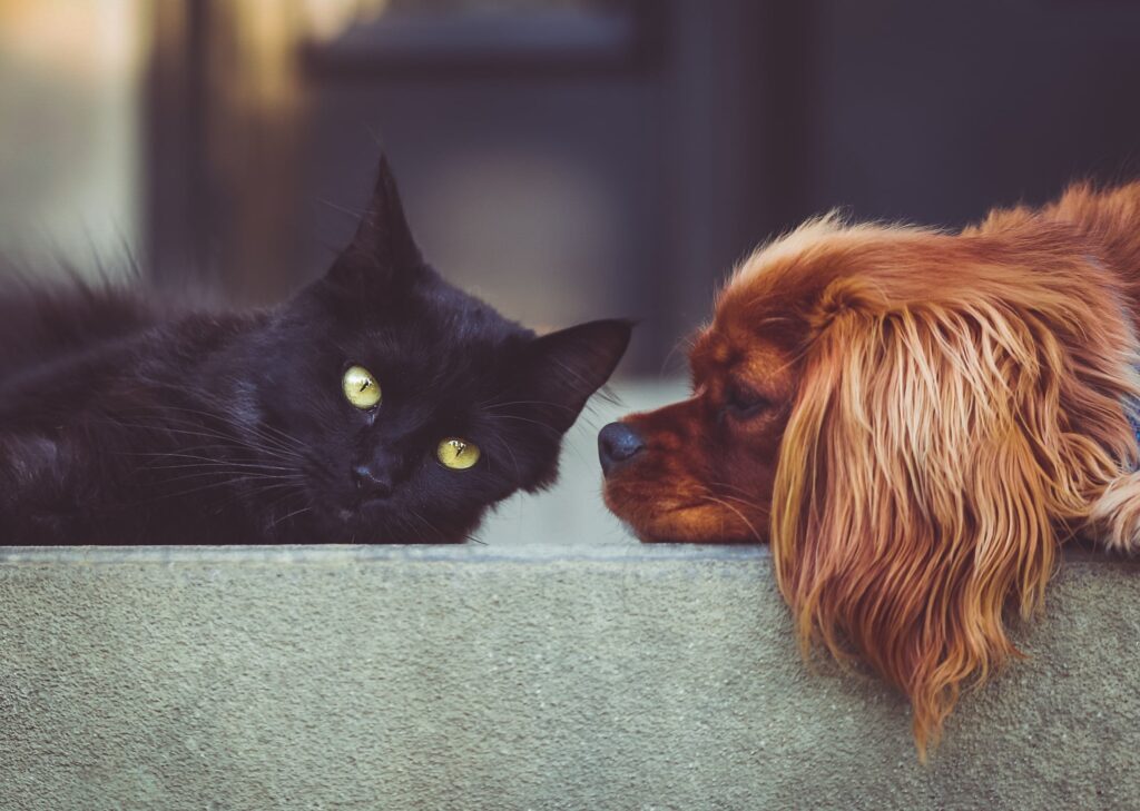 stocksnap dog 2606759